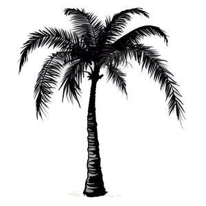 Beach Palm Silhouette Png Mgo74 PNG Image