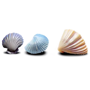 Beach Sea Shells Collection Png 06132024 PNG Image