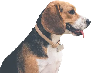 Beagle Profile Portrait PNG Image