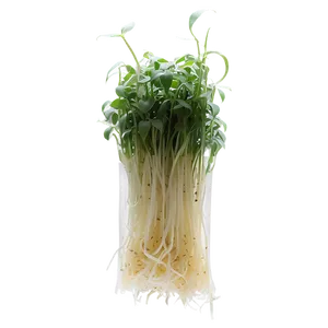 Bean Sprout Png Bia PNG Image