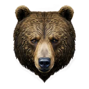 Bear Face Png Mjg26 PNG Image