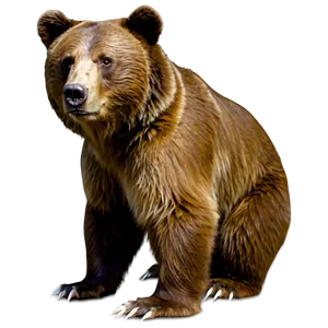 Bear Outline Png Wrk PNG Image