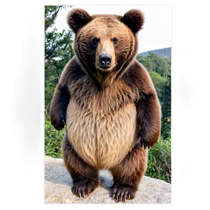 Bears B PNG Image