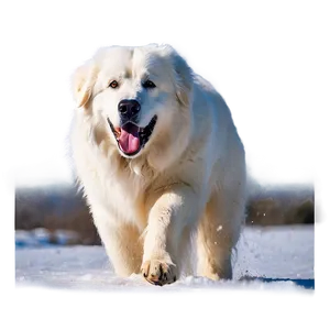 Beautiful Great Pyrenees In Snow Png 06292024 PNG Image