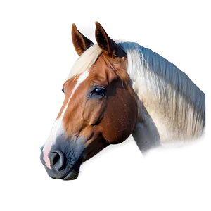 Beautiful Horse Head Illustration Png 72 PNG Image