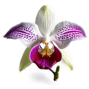 Beautiful Orchid Png 34 PNG Image