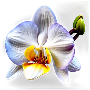 Beautiful Orchid Png Weo12 PNG Image