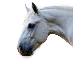 Beautiful White Horse Png 96 PNG Image