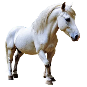 Beautiful White Horse Png Lrq47 PNG Image