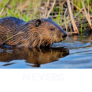 Beaver In Natural Habitat Png 05242024 PNG Image