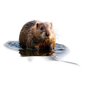 Beaver In Natural Habitat Png Pfh PNG Image