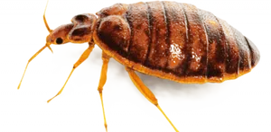 Bedbug_ Closeup_ View PNG Image