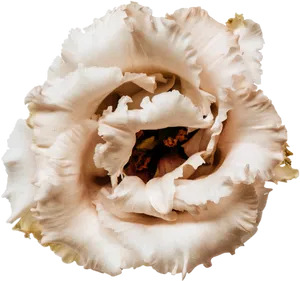 Beige Flower Closeup PNG Image