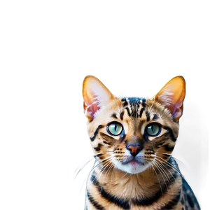 Bengal Cat Face Png 19 PNG Image