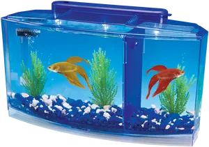 Betta Fish Aquarium Setup PNG Image