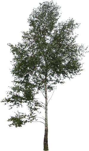 Birch Tree Against Sky PNG Image