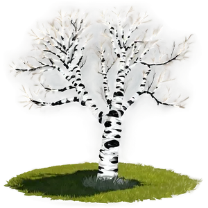 Birch Tree Shadow Png 87 PNG Image