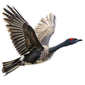 Bird Flying C PNG Image