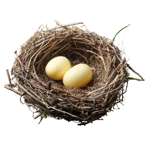 Bird Nest With Chicks Png Jhq PNG Image