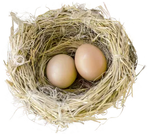 Bird Nest With Two Eggs PNG Image