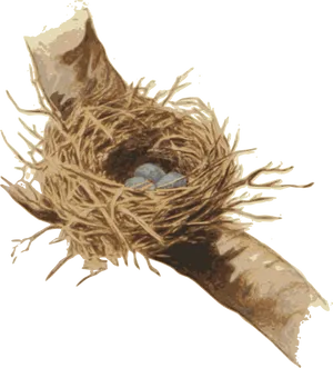 Bird Neston Branchwith Eggs PNG Image