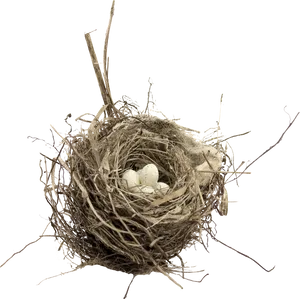 Bird Nestwith Eggs Sepia Tone PNG Image