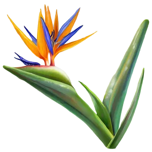 Bird Of Paradise Garden Png 06212024 PNG Image