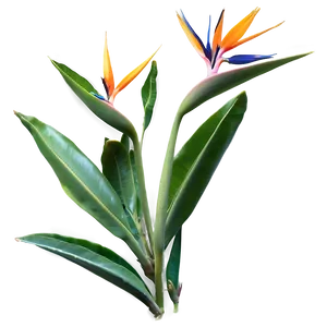 Bird Of Paradise Garden Png 11 PNG Image