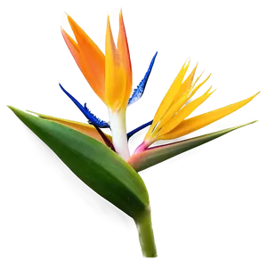 Bird Of Paradise In Bloom Png Lvf PNG Image