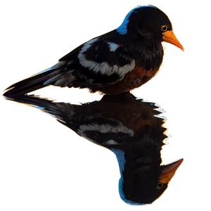 Bird Reflection Png Mox PNG Image