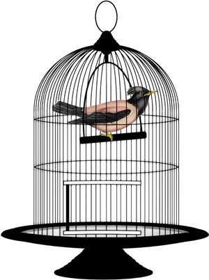 Birdin Cage Illustration PNG Image