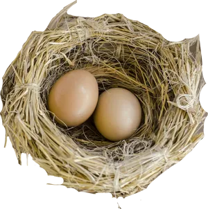 Birds Nest With Two Eggs PNG Image