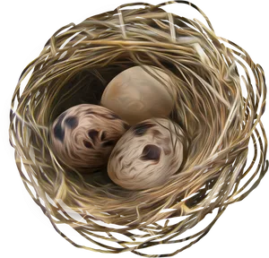 Birds Nestwith Eggs PNG Image