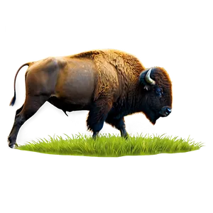 Bison Grazing Grass Png Dfm PNG Image