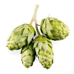 Bitter Hops Variety Png 21 PNG Image