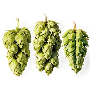 Bitter Hops Variety Png 56 PNG Image