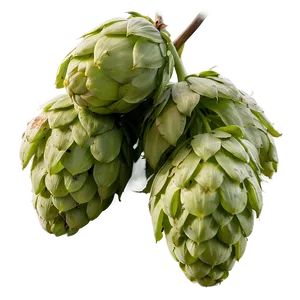 Bitter Hops Variety Png 71 PNG Image