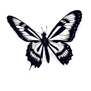 Black And White Butterfly Png 06252024 PNG Image