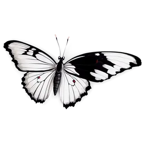 Black And White Butterfly Png Nqo PNG Image