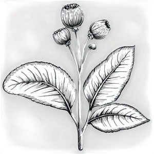 Black And White Flower Sketch Png 05252024 PNG Image