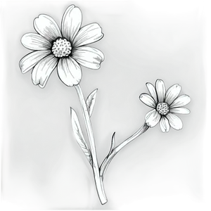 Black And White Flower Sketch Png Api53 PNG Image