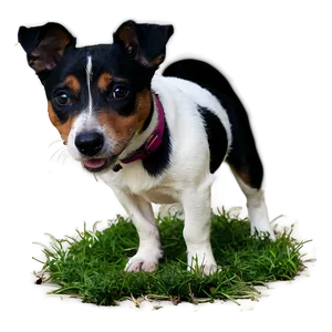 Black And White Jack Russell Png 06292024 PNG Image