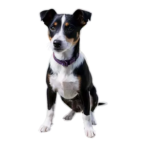 Black And White Jack Russell Png Crq91 PNG Image