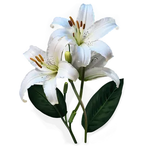 Black And White Lily Png 06282024 PNG Image