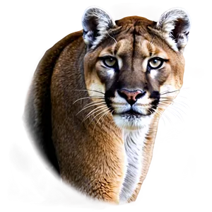 Black And White Mountain Lion Png Cuc PNG Image