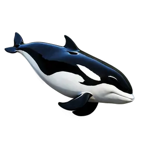 Black And White Orca Png 80 PNG Image