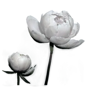 Black And White Peony Png Why PNG Image