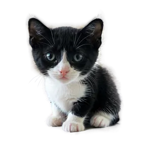 Black And White Tuxedo Cat Png Dxf PNG Image