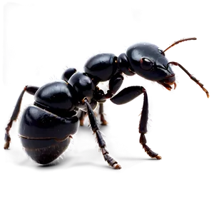 Black Ants Png 67 PNG Image