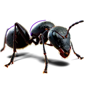 Black Ants Png Flt82 PNG Image